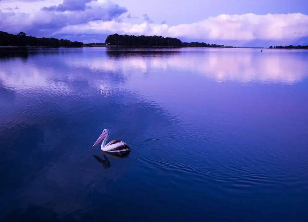 The Seabird