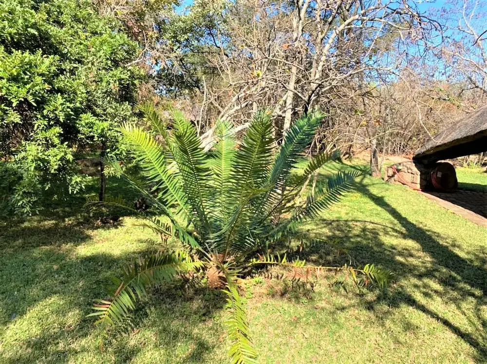 Family Lodge in Natural African Bush - 2115