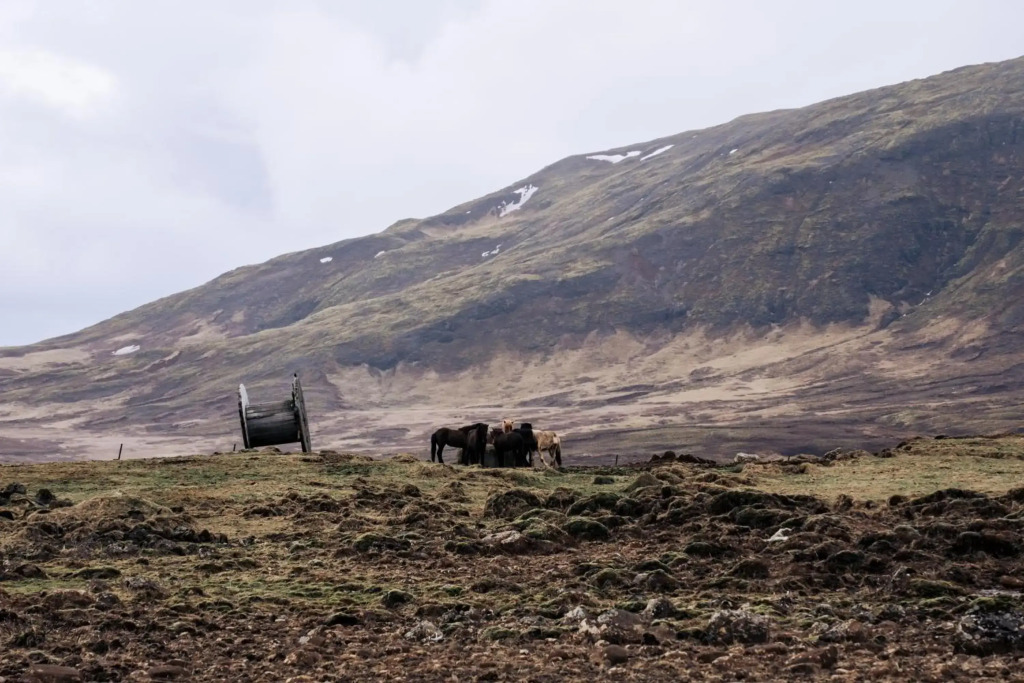 Cozy Cottage near Golden Circle