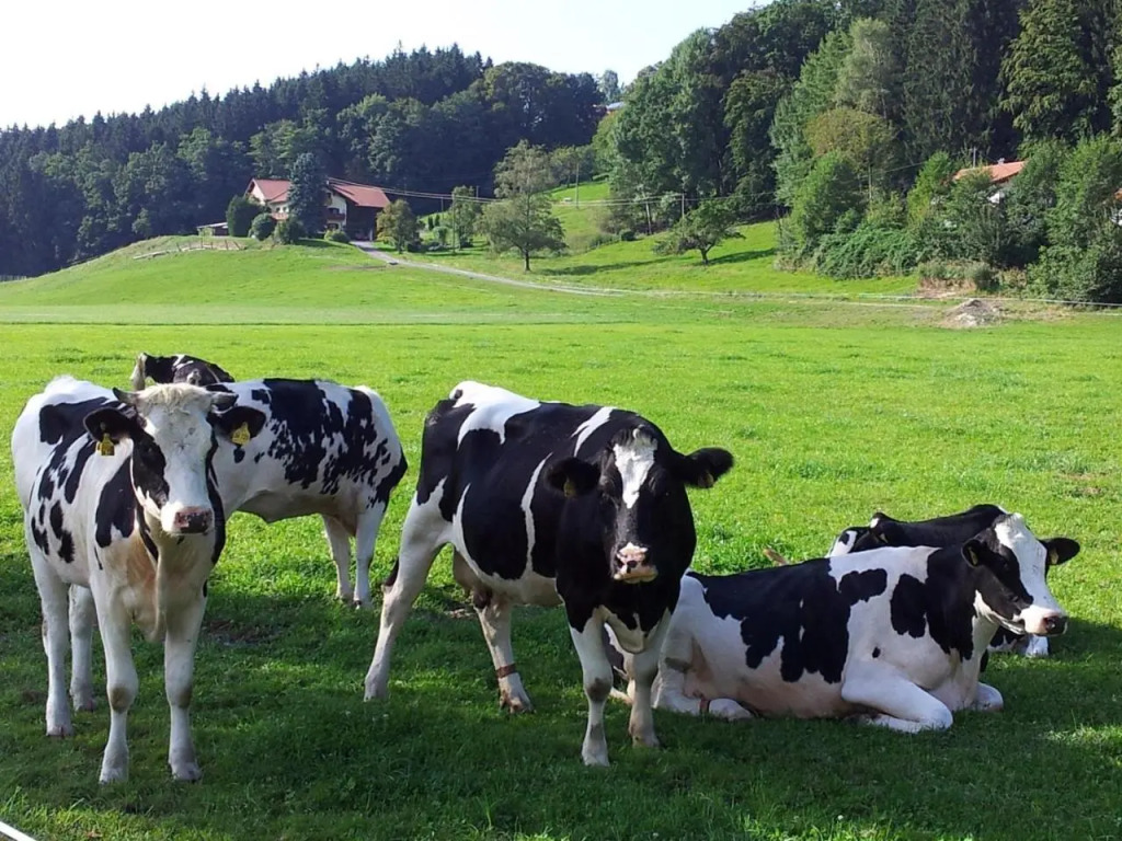 Zwischen Chiemsee und Bergen Dg