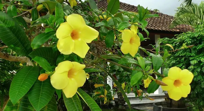 Cabé Bali