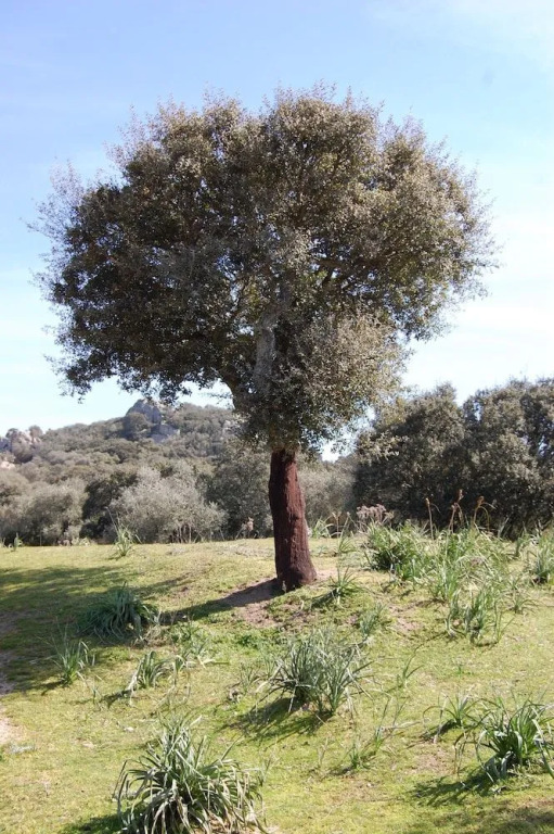OLASPRI