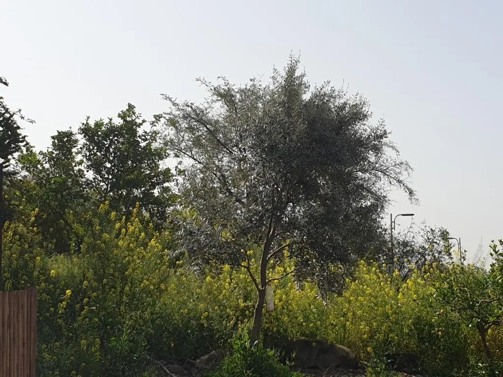 הממלכה הקסומה של מאיה ושלושת הפיות