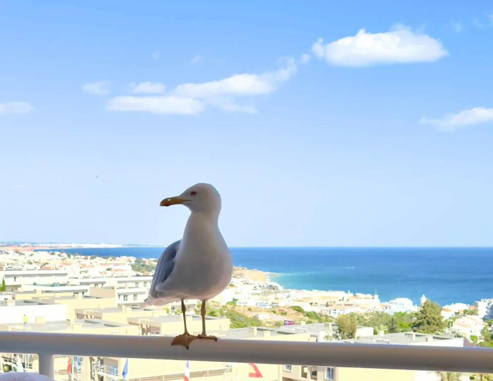 Apartment Les 3 Dauphins in Albufeira