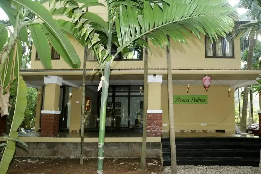 Areca Palms