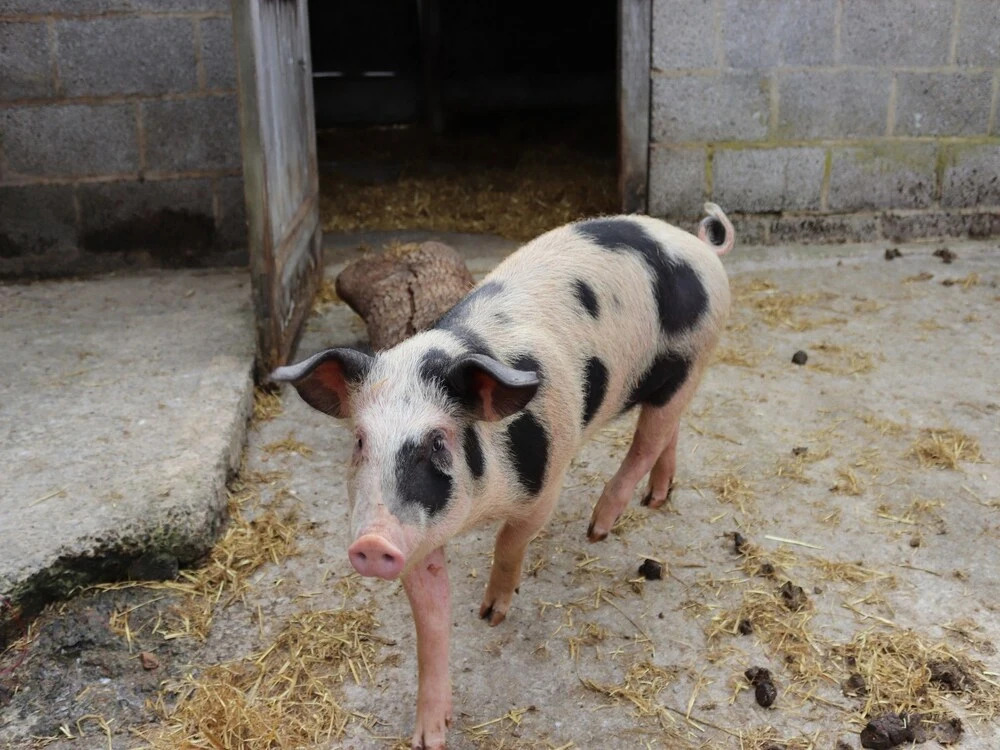 Black Dog Farm