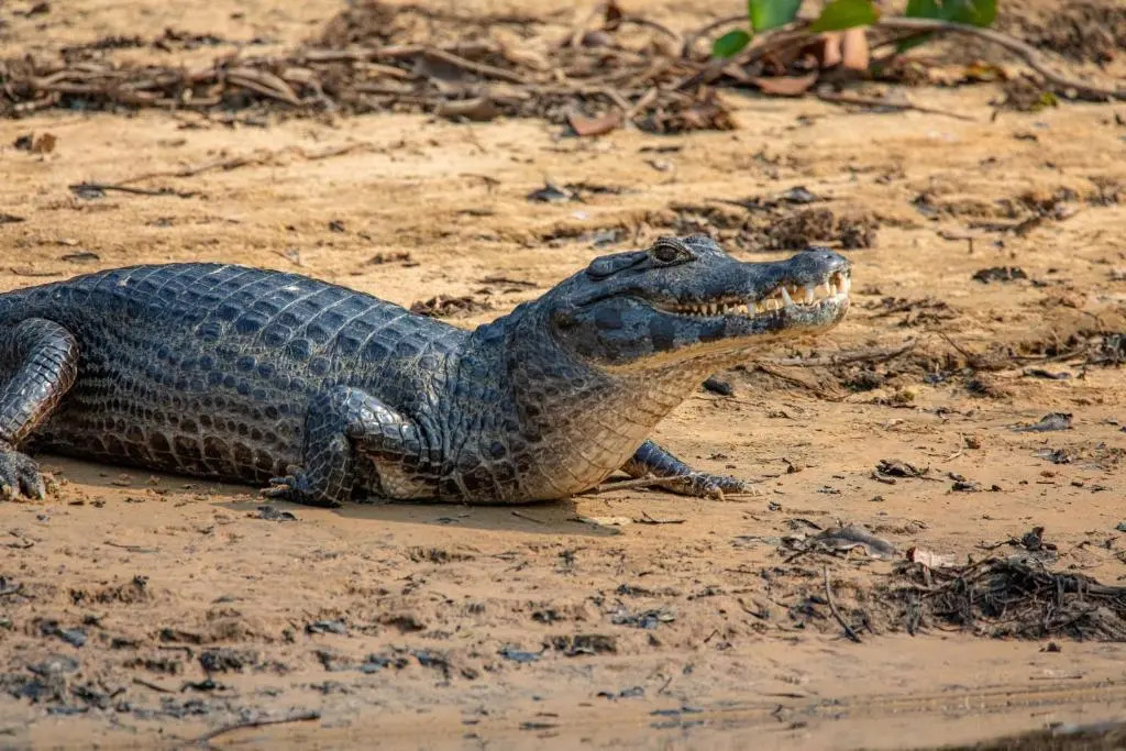 Lontra Pantanal Hotel