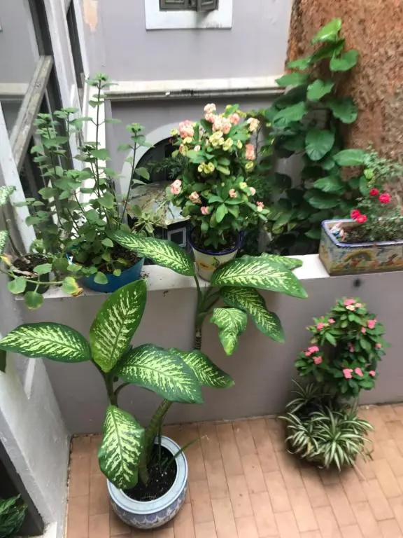 The Garden Apartment, The Willow Apartment, & The Tropical Apartment at Casa of Essence in Old San Juan