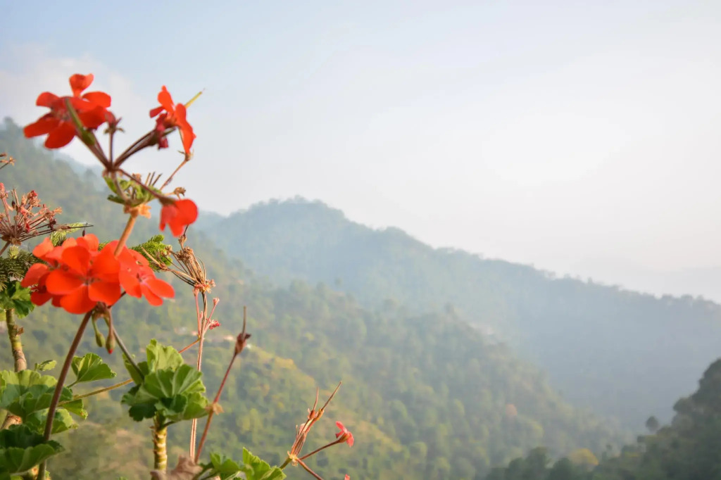 OYO Home 64149 Pleasant Stay Kasauli