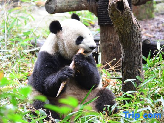 Shanqian Xiangwan B&B (Dujiangyan Scenic Area Branch)