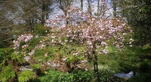 Tullochard House