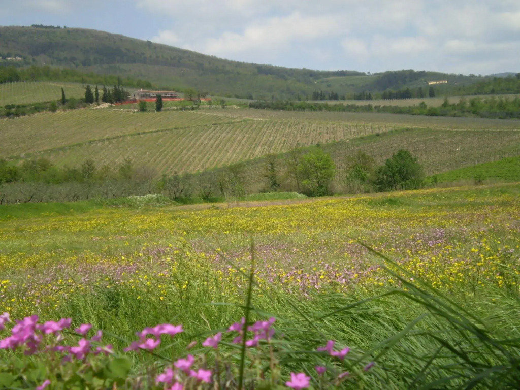 Nido Del Merlo