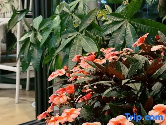Xiangchen Chayu Homestay