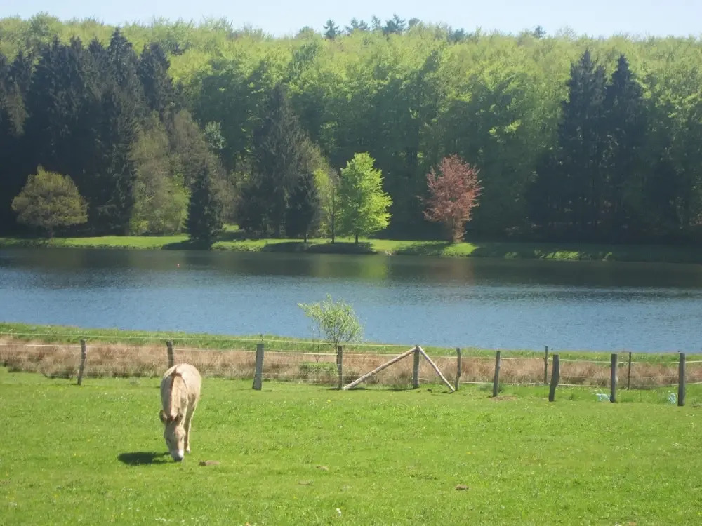 Farmhouse in Basse-bodeux Near Forest