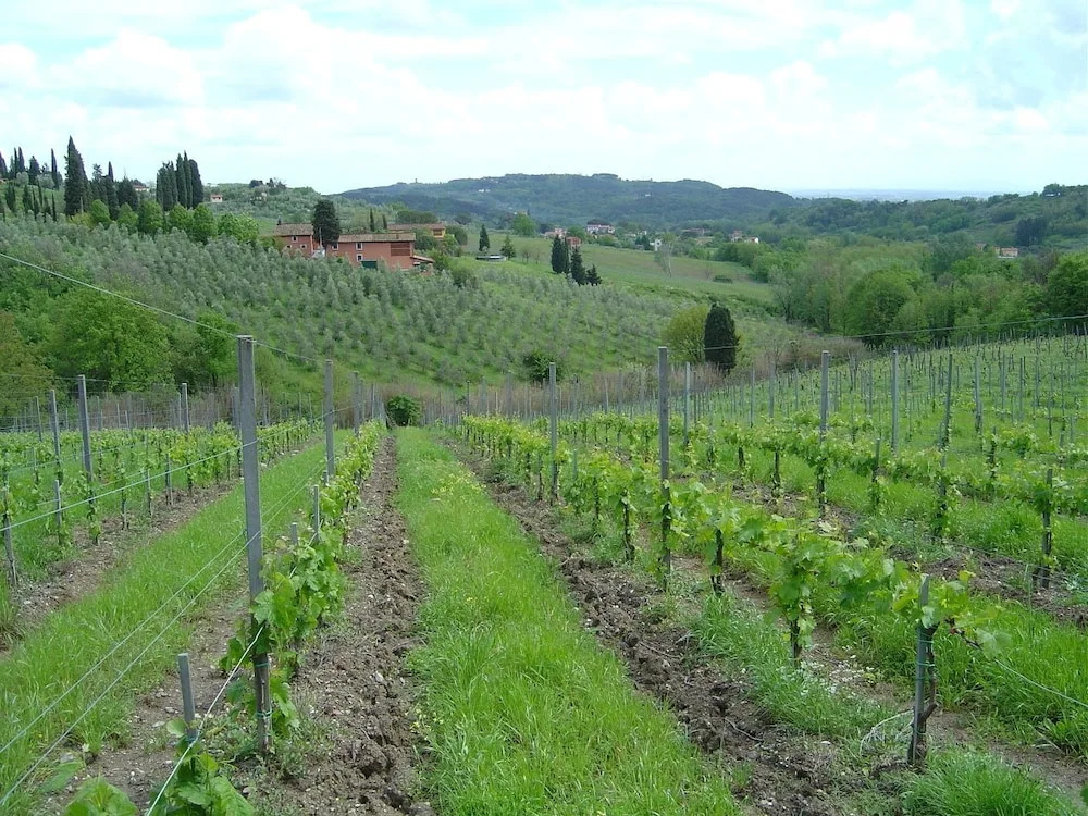 Fattoria di Fubbiano