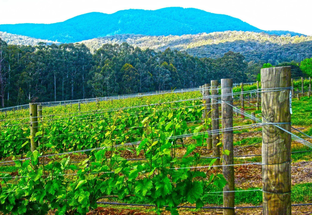 Valley Farm Vineyard Villas