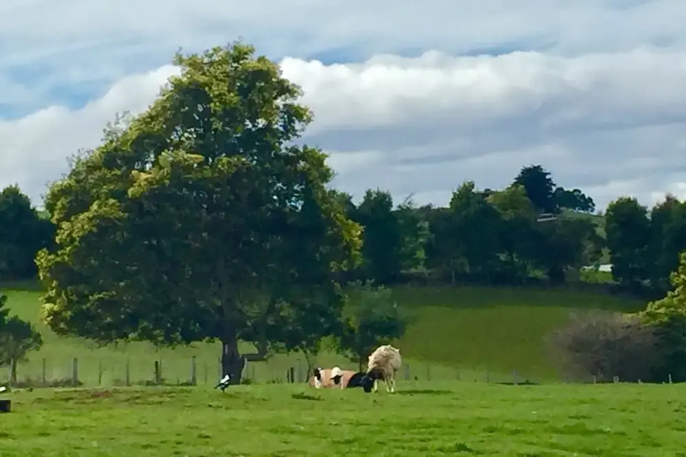 Manna Hill Farm