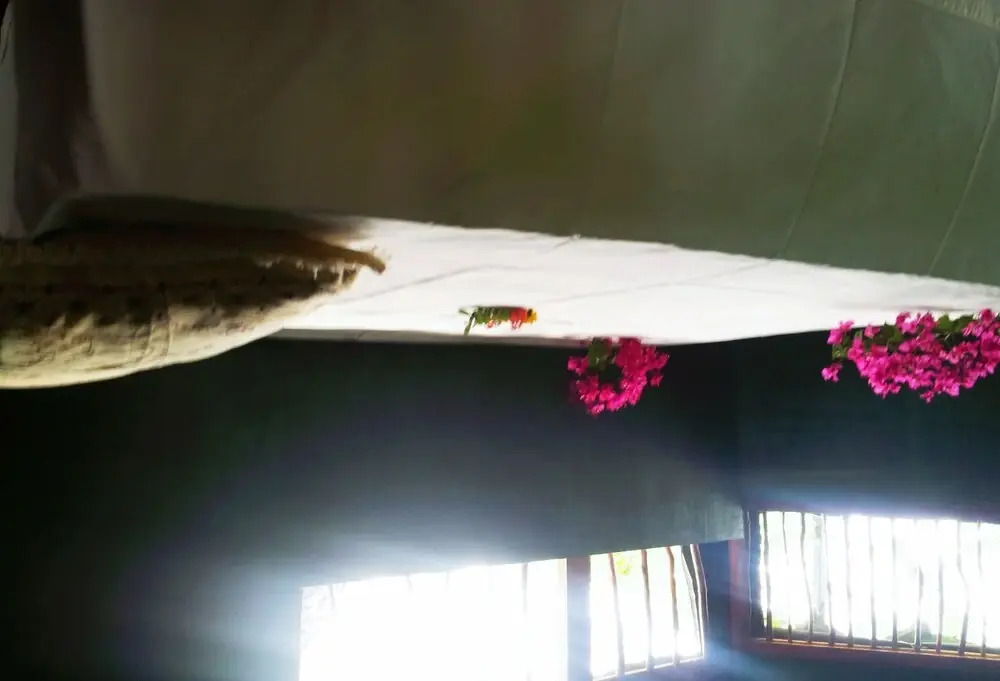Leopard View