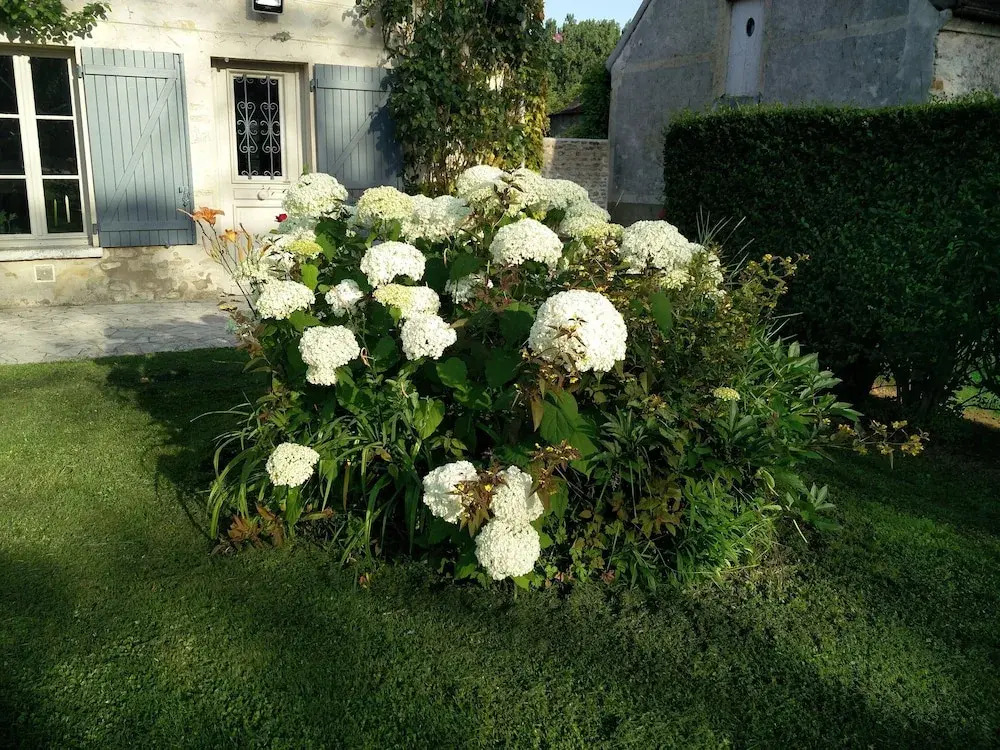 Les Marronniers