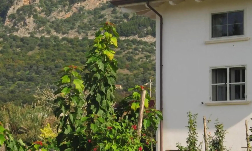 B&B Macchia dOlmo