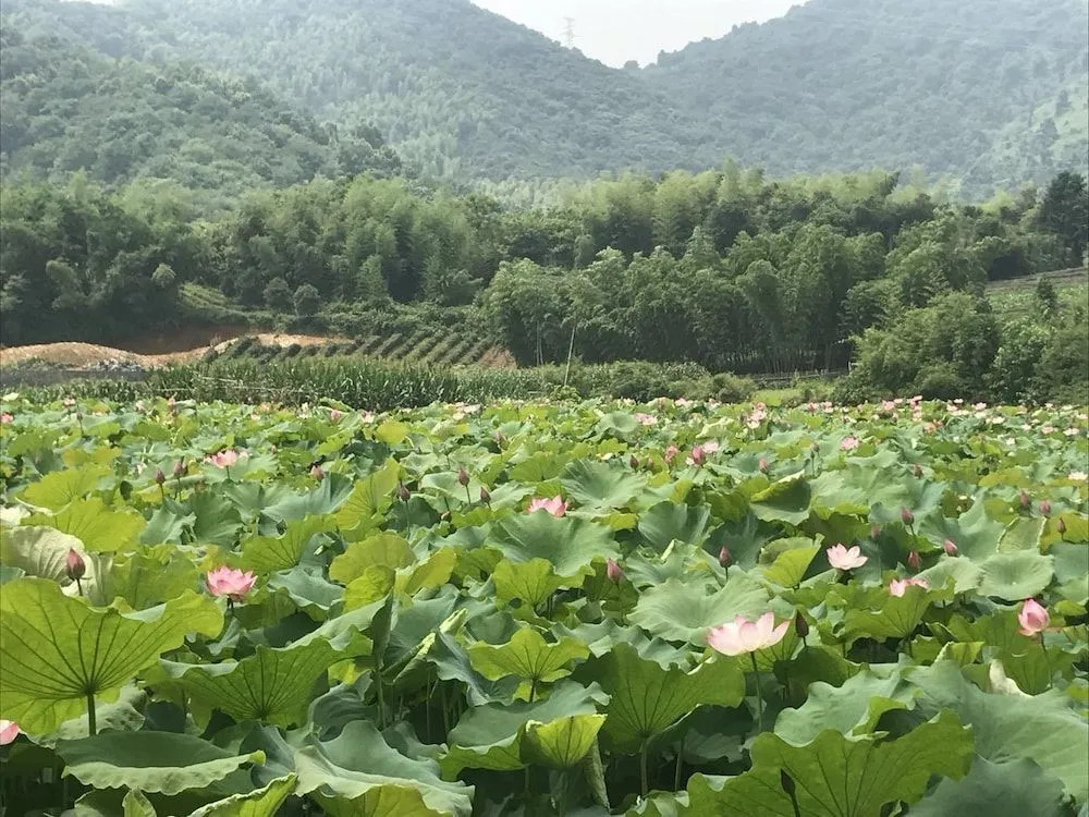 Hangzhou Tongjia country Resort