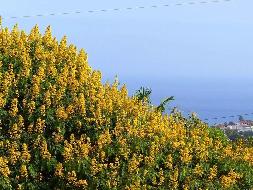 Apartment with 2 Bedrooms in la Orotava, with Wonderful Sea View And Furnished Terrace - 5 Km From the Beach