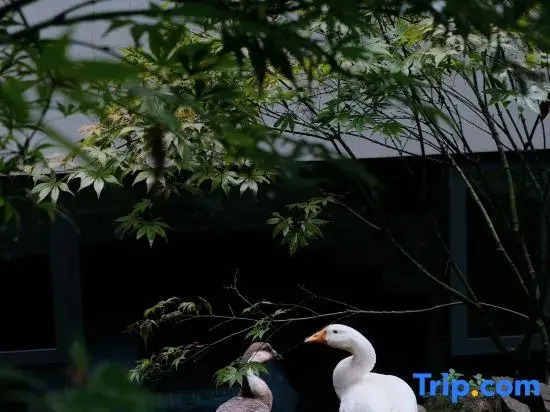 Qingcheng Mountain Just on the Stream · Mountain Stream Bamboo Forest Private Soup B&B