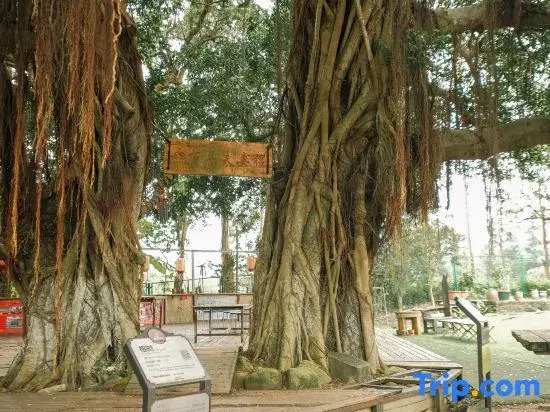 Feiyi Culture Village (Dapeng Suocheng Branch)