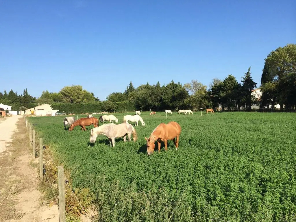La Sarriette - Chambres dhôtes et gîte détape à Eygalières