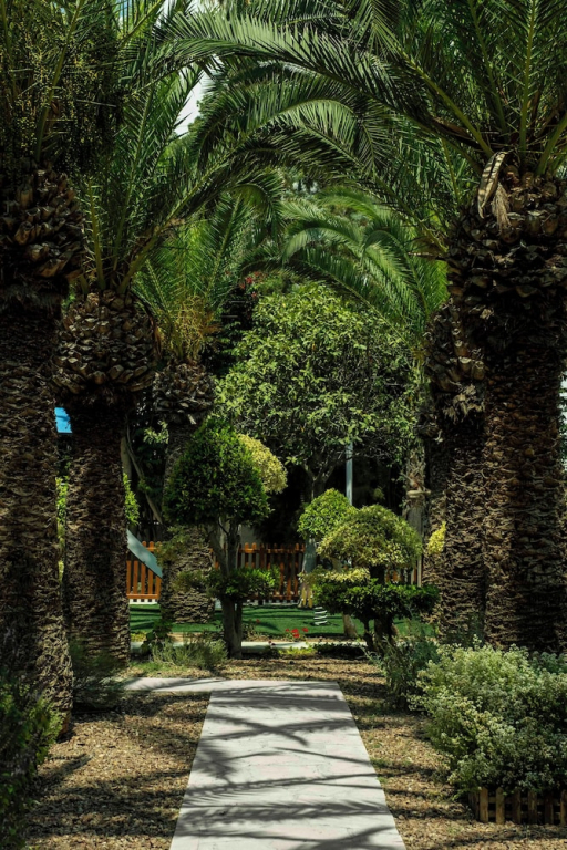 NALU Latchi - Leonardo Limited Edition
