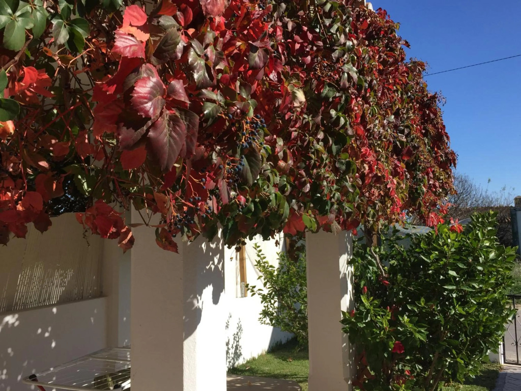 Apartamento perto da Praia Coelha
