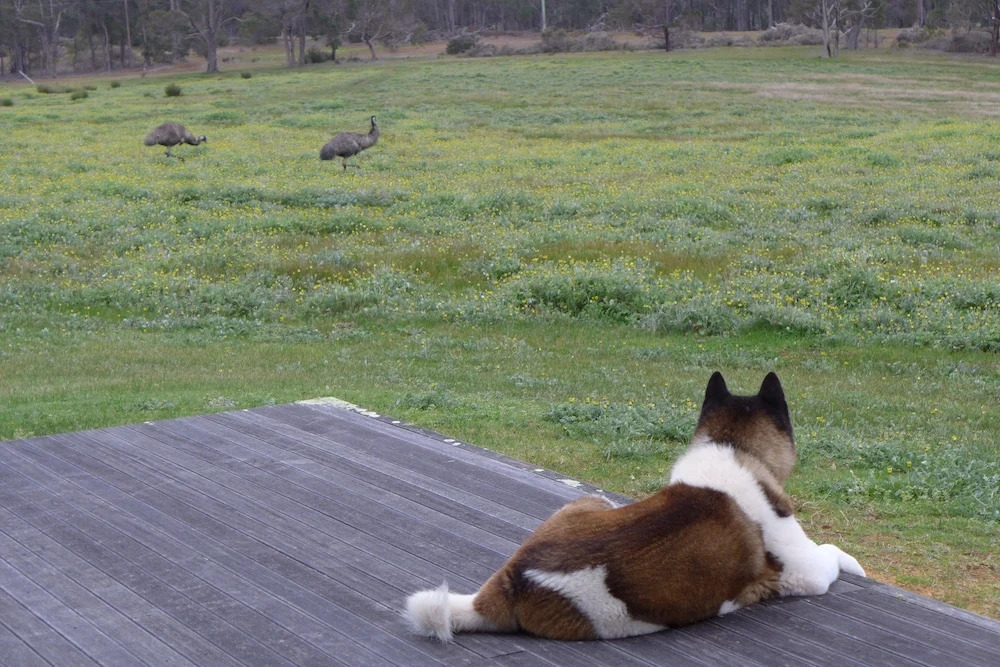 Margaret River Farmhouse - Serene Bushland Getaway