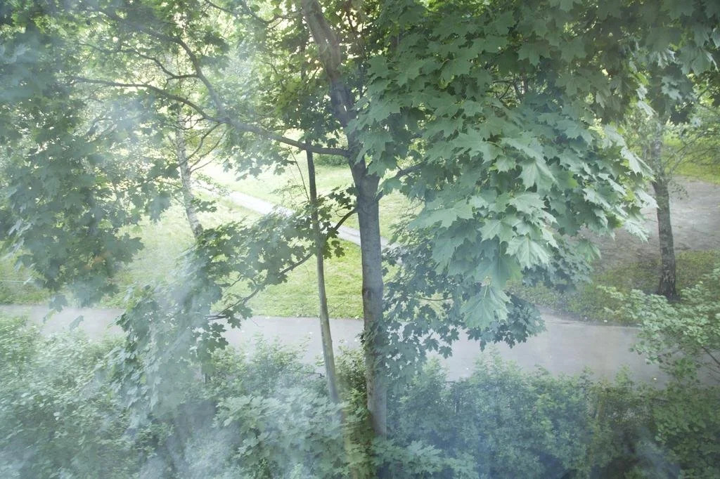 Window to the garden