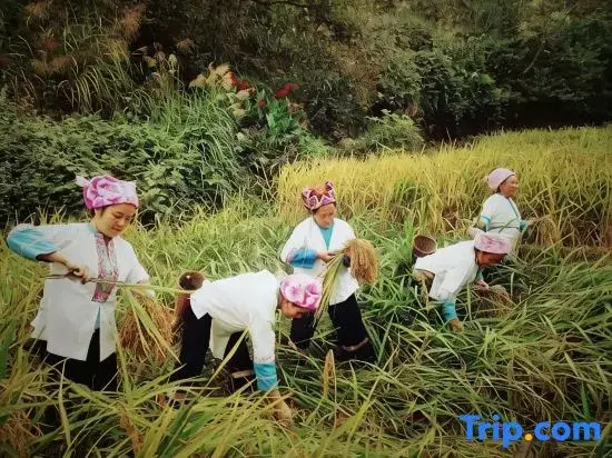Longji Rice Terraces Ivy Homestay