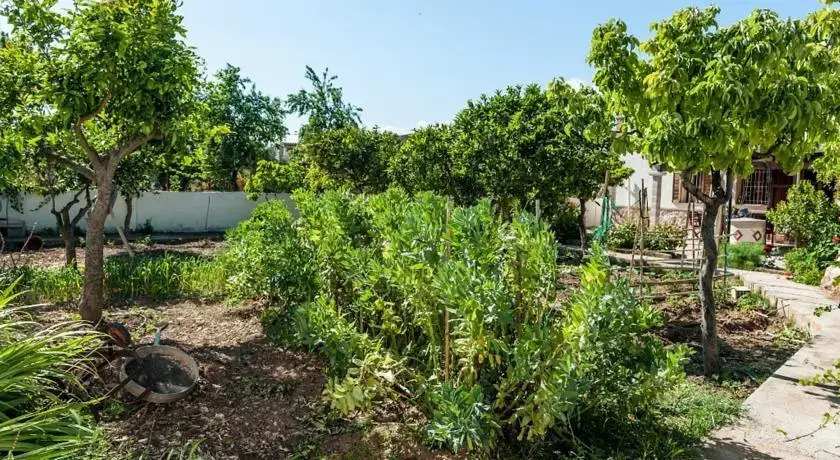 Oasis