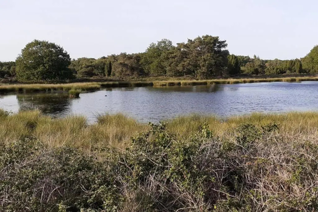 Drentse bungalow in natuur en rust