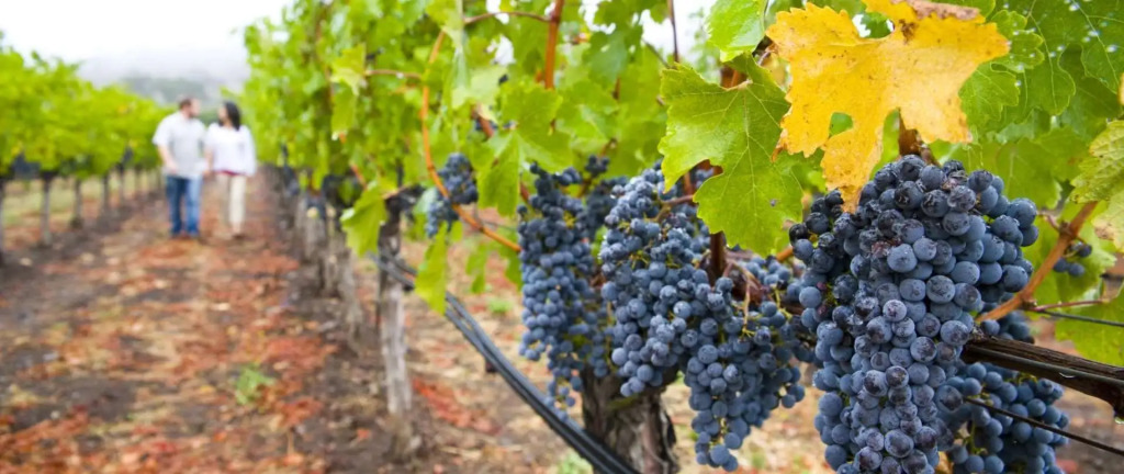 Napa Winery Inn