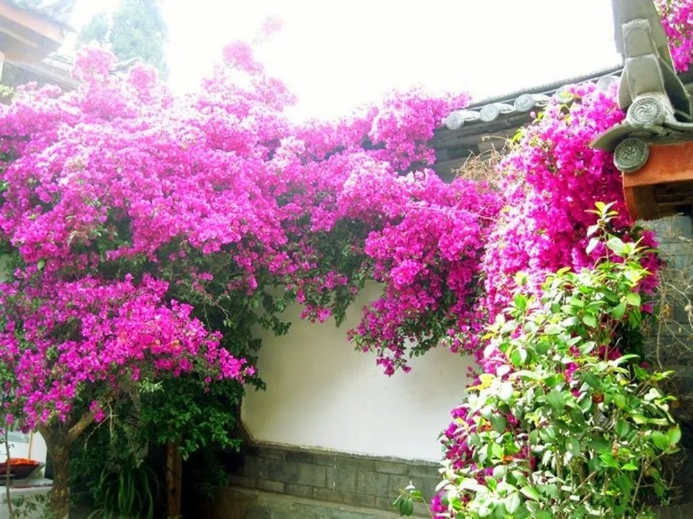 Revel in Lijiang Inn