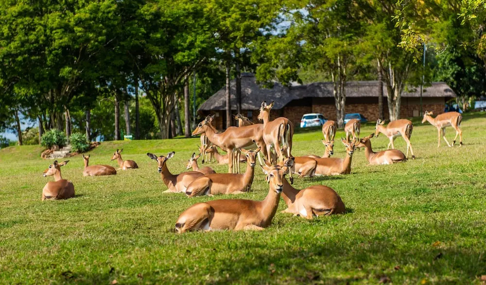 Kruger Park Lodge Unit No. 254