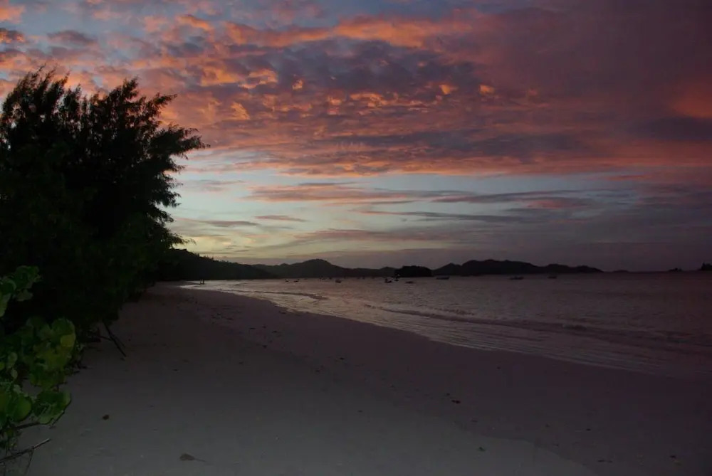 Heliconia Grove