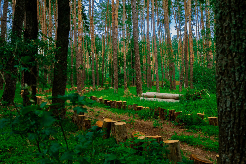 Глэмпинг Папоротник