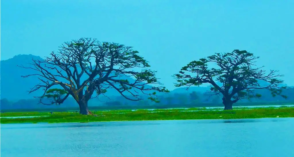 Отель Rain Tree by Oak Ray