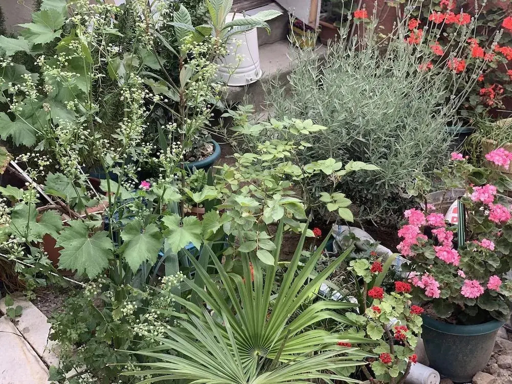 Your House In Tbilisi