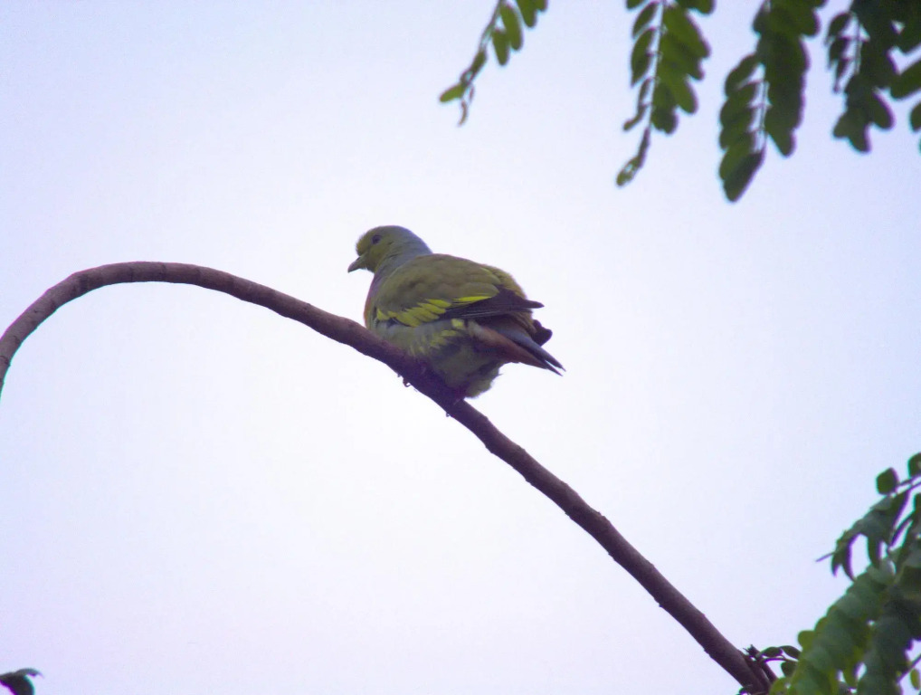 Курортный Отель Heina Nature Resort & Yala Safari