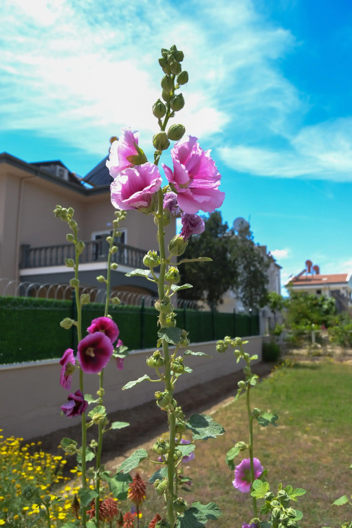 Hotel PALMERA BEACH HOTEL