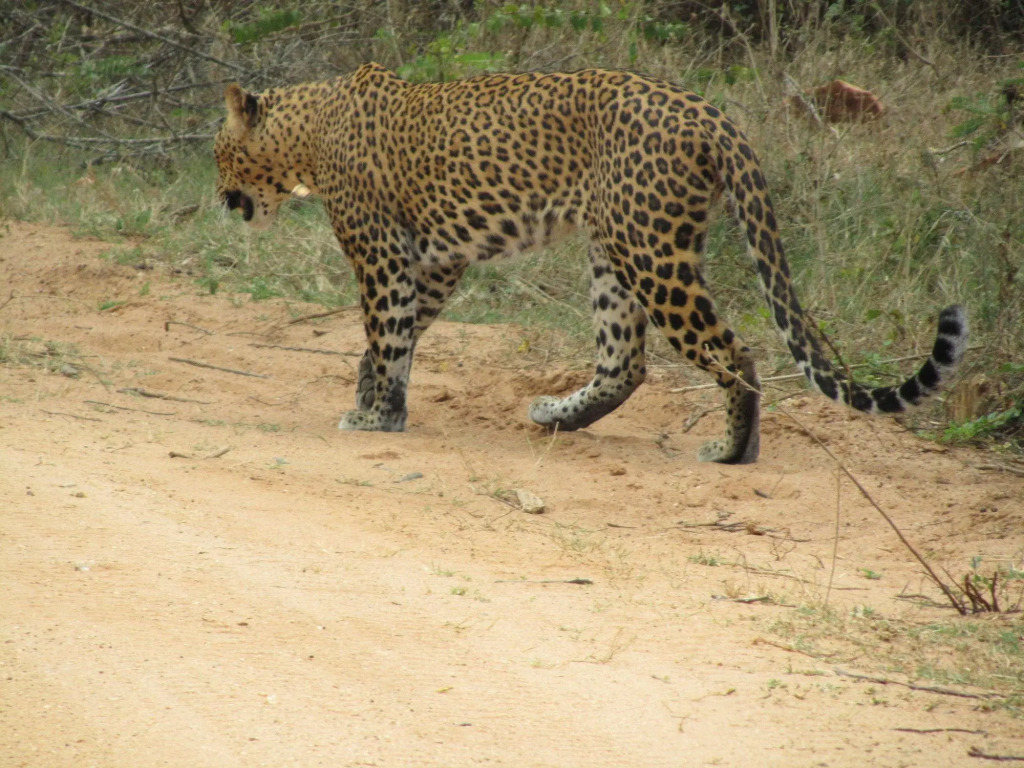 Курортный Отель Heina Nature Resort & Yala Safari