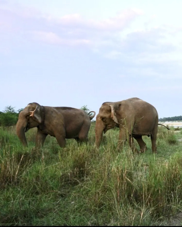 Tigertops Elephant Camp Camping