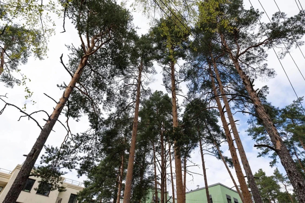 Апартаменты в Центре под Соснами