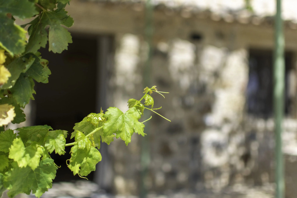 Частный дом Olive Grove by the Sea Kardamyli