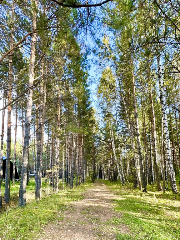 Сосновый бор Ачинск